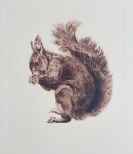Kurt Meyer-Eberhardt – Radierung „Eichhörnchen" (Hanfstaengl-Nachlass)