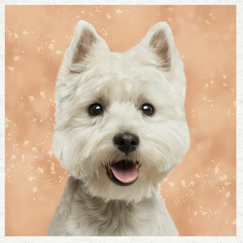 Cotton terrier hotsell