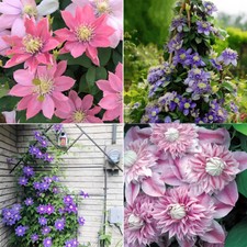 100 Clematis Seeds Climbing Plants Balcony Potted Courtyard Four Seasons Flowers