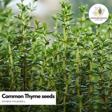 Thyme seeds Thymus vulgaris   Seeds, Non-GMO, Open-Pollinated
