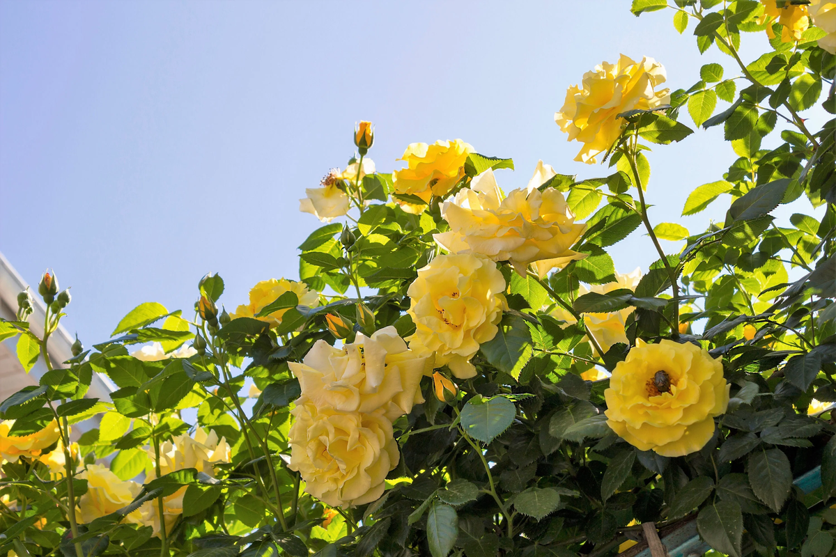 5 YELLOW CLIMBING ROSE Rosa Bush Vine Climber Fragrant Butterfly