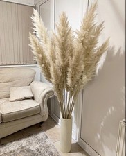 3x Large  Pampas grass Of 120cm Tall
