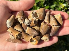 Fossil Crocodile Tooth ONE PER PURCHASE Morocco Dinosaur Tooth Kem Kem Croc