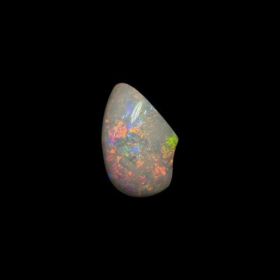 Polished Australian Lightning Ridge Opalized Clam Shell