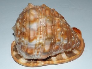 LARGE QUEEN CONCH SEASHELL AMAZING COLORS 152mm (6") X 101mm (4") X 101mm (4")