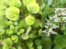 4 PLANT CUTTINGS 5"+ Plectranthus Creeping Charlie SWEDISH IVY Houseplants