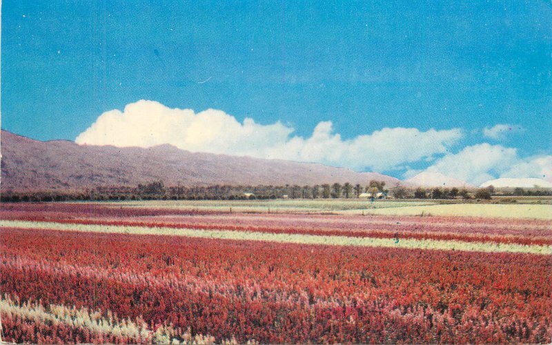 Arizona Phoenix Japanese Flower Gardens Petley 1957 Postcard