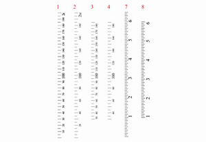 Growth Chart Ruler Decal