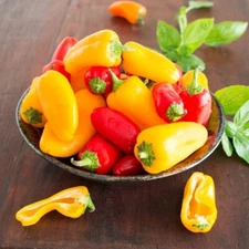 40 Mini Sweet Pepper seeds NON-GMO, mixed colors, fresh garden snacking. Yummy! 