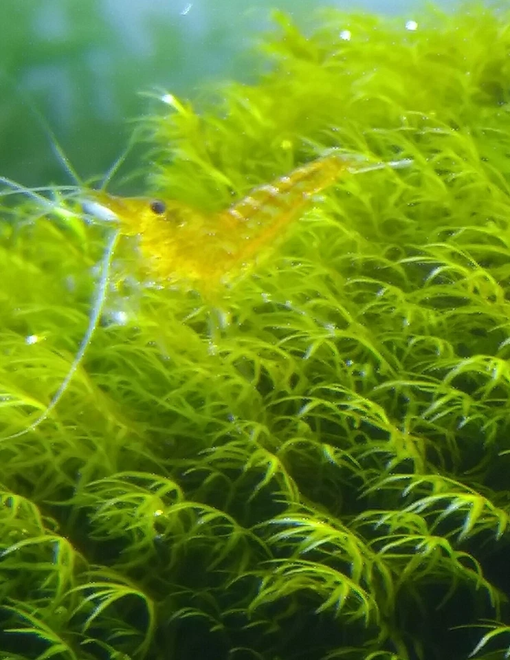 Fissidens Fontanus  Phönix Moos Moss  Geppi Nobilis  Aquarium Nano Cube - Bild 2 von 4