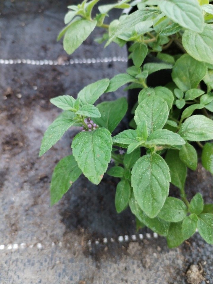 BananenMinze Mentha arvensis Pflanze Gewürz Kräuter mehrjährig eBay