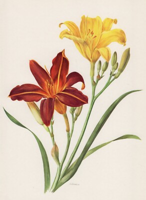 Taglilie Hemerocallis Hybriden Offset-Lithografie 1965 Anne Marie Trechslin