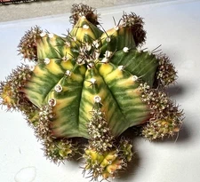 Rare Gymnocalycium mihanovichi yellow Multi Mother , Thailand Import, Cacti