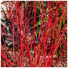Cornus Alba 'Sibirica', Red Dogwood, in 9cm Pot, Beautiful Red