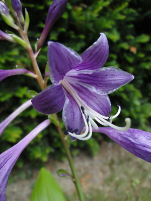 Felsen-Funkie  -  Hosta longipes