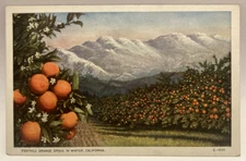 Foothill Orange Grove in Winter, Mountains, California CA Vintage Postcard