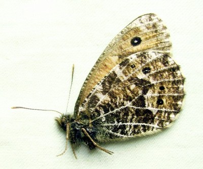 Oeneis nanna nanna, Male, A1 (Russia: Transbaikal)