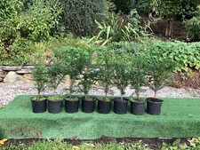 .8 x English Yew Trees. Hedging Evergreen 60-70 cm. inc.