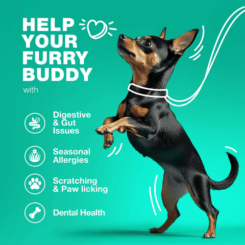 Probiotics for Dogs Support Gut Health Immunity Yeast Balance Itchy Skin - Picture 4 of 9