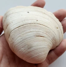 4" Quahog Clam Seashell Natural Ocean Beach Decor 
