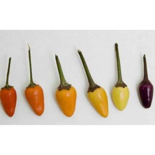 100 Rare Hot Bolivian Rainbow Chilli Seeds Hot Pepper Organic Heirloom Chili