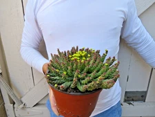 Euphorbia Flanaganii Succulent