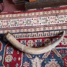 ANTIQUE UNMOUNTED SCOTTISH HIGHLAND COW HORN, MEASURES APPROX 20" LONG  