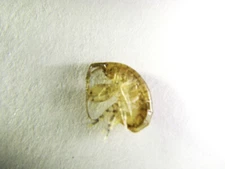 Amphipods 1000 cnt + Free Copepods 32 Mix 12,000 5 Types Live Pods