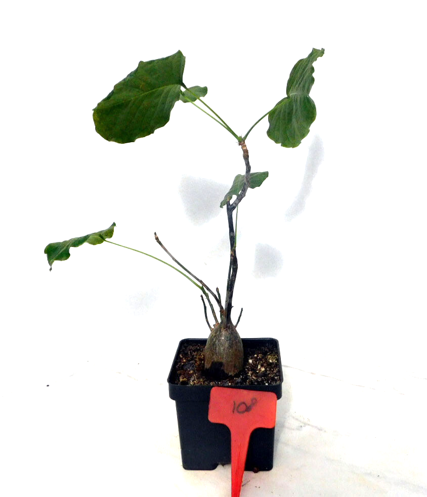 Pseudobombax Ellipticum bombax exotic shaving brush tree bottle bonsai plant 108 eBay