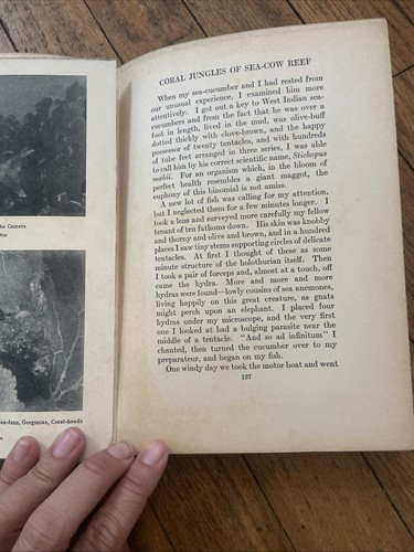 1928 Beneath Tropic Seas, William Beebe HC Marine Life Good Vintage Illustrated - Picture 14 of 17