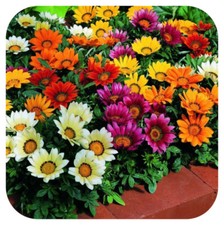Gazania Kiss Mixed Mini Bedding Basket Plug Plants x 24 For Potting On
