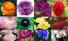 20 EXOTIC RARE PEONY SEEDS for garden flower beds plant bush USA SELLER USPS