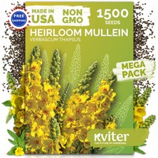 Mullein Seeds 1 500 Verbascum Thapsus Heirloom Non GMO Organic US Grown KVITER