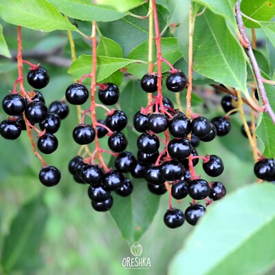 Prunus padus. Vogel Kirsche frische Samen. Samen 10 Stück / 100 Stück