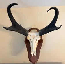 Pronghorn Antelope Recordbook Trophy B&C 82 4/8,SCI 83 7/8,European mount w/ mag
