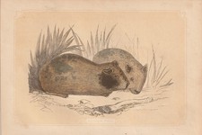 Porcellino D'India (Cavia Aperea) Incisione Colorata Su Legno Del 1851 Bicknell