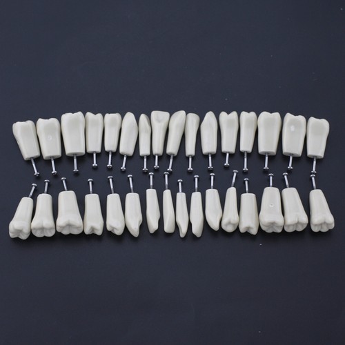 Columbia Dentoform 860 Dental Typodont Modelo Dientes Extraíbles 32 piezas Poste de Montaje - Imagen 43 de 77