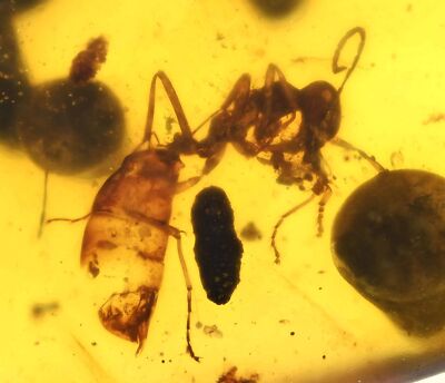 Detailed Extinct Large Ant with stinger! Fossil inclusion in Burmese Amber