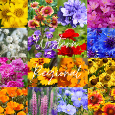 1 Pound Western U.S. Regional Bulk Wildflower Seed Mix 1lb Covers 3,200sq-ft 89.95 per gallon