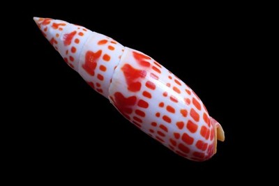 Sea shell -	Mitra mitra- 130mm