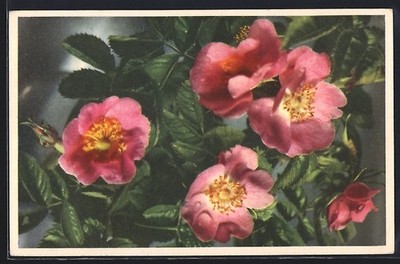 Dog Rose, Wild Briar, Blumen, Ansichtskarte 