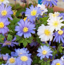 Anemone Blanda Mixed (Grecian Windflower) Hardy Perennial Plant - 50