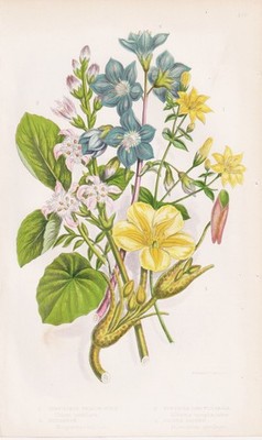 Chlora perfoliata flowers flowers botany botany Anne Pratt lithograph 1870