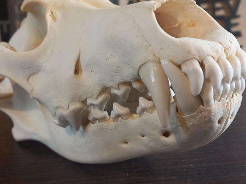Real european wolf skull natural animal skull Wolf1.0525 - 第 5/12 張圖片