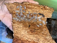 Dairy Cows 25 Count And 2 Panda Kings  100 Springtails