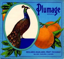 Redlands California Plumage Peacock Orange Citrus Fruit Crate Label Art Print