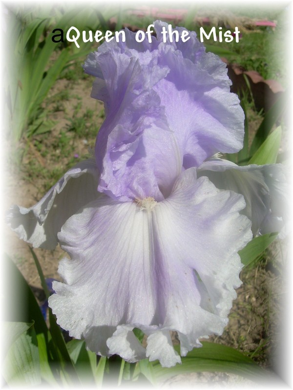 QUEEN OF THE MIST: tall bearded iris: 1 bonus with any 5