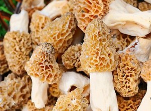 LIVE 100g Mycelium Seeds Spores Grow brown cap boletus birch MUSHROOM MANUAL