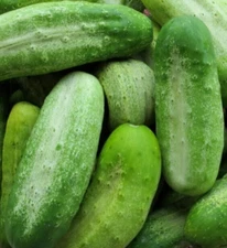 BOSTON PICKLING CUCUMBER SEEDS 50+ SUMMER Vegetable GARDEN NON-GMO FREE SHIPPING