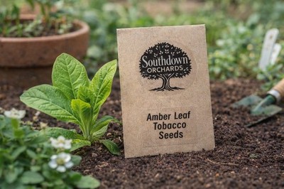 tobacco seeds uk Amber Leaf tobacco Seeds. (Aprox 2000) Organic,VERY Fertile 2025 UK  Acclimatised